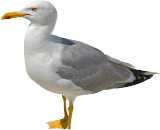 Hanningtons Seagull Image